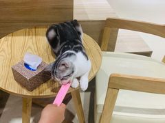 -藏猫猫咖啡主题馆(中央大道店)