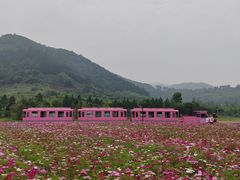 -径山花海