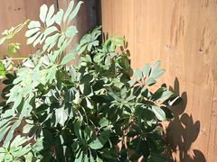 -徽三说·土徽菜·中国徽菜连锁品牌(一中店)