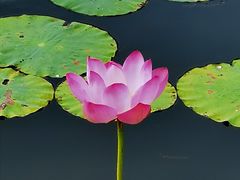 -南戴河国际娱乐中心