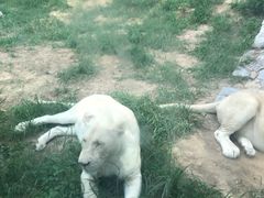 -石家庄市动物园