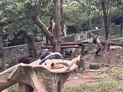 -都江堰中华大熊猫苑