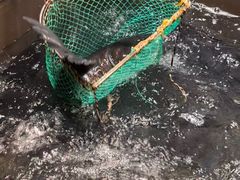 -上名堂·鱼头好吃(体育场路店)