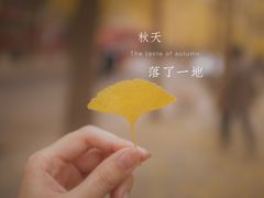 -三里屯东五街银杏大道