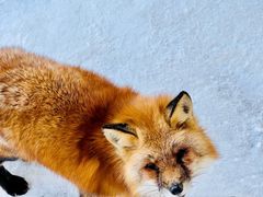 -宫城藏王狐狸村