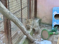 -青藏高原野生动物园