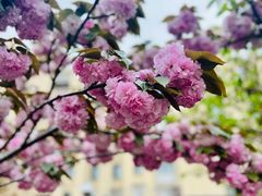 -高东镇樱花园