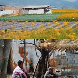 大理丽江周边小众的沙溪古镇