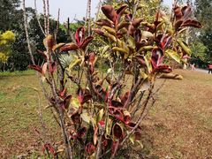 -华南国家植物园-售票处