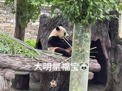 -卧龙中华大熊猫苑神树坪基地