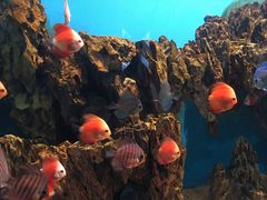 -海合安武汉极地海洋公园