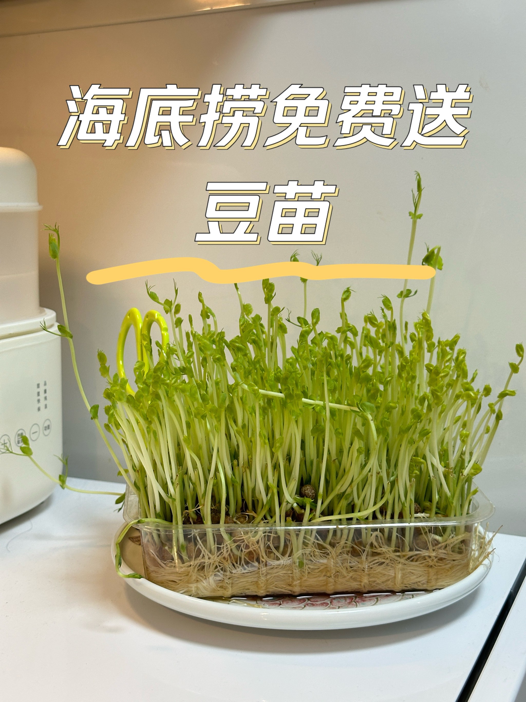 小豆苗二维码图片