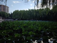 -团结湖公园