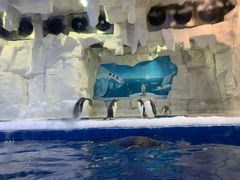 -华夏文旅海洋公园