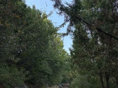 -北京西山国家森林公园