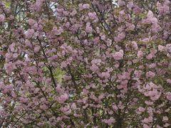 -千家粗粮王(MOMOPARK店)