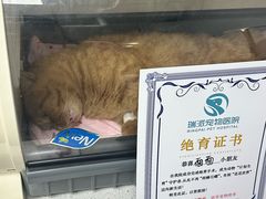 -瑞派紫金宠物医院24小时·骨科·中兽医·重症转诊中心(番禺大石院)