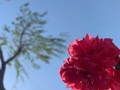 -大兴滨河森林公园