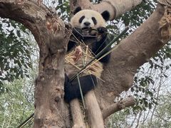 -都江堰中华大熊猫苑