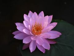 -桐乡植物园