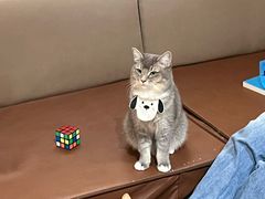 -MOCHA明星猫咖(田子坊店)