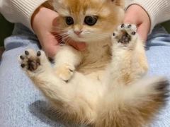 -欣宠猫屋·矮脚拿破仑·蓝金金渐层