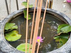 -深圳仙湖植物园