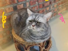 -豆逗聊愈猫阁Easy Life