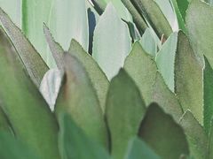 -深圳仙湖植物园