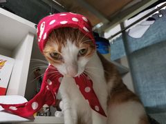 -创凡宠物医院·骨专科  猫科中心(西乡分院)