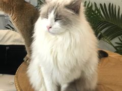 -共舞时光猫咖·狗咖(新街口店)