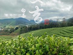 -白茶原·一片叶子