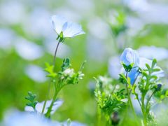 -上海滨江森林公园