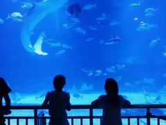 -烟台海昌鲸鲨海洋公园