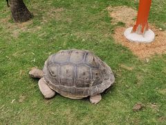 -灵玲国际马戏城