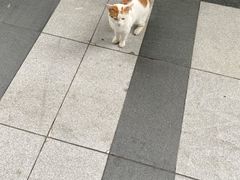 -东方体育中心(地铁站)