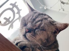 -Cappucimeow猫咪咖啡馆(韦伯时代店)