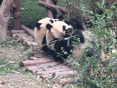 -成都大熊猫繁育研究基地
