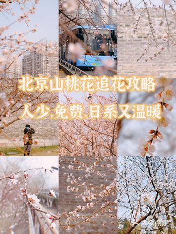 北京山桃花追花攻略小众免费景点，日系很温暖