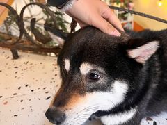 -喜柴咖啡·柴犬狗咖