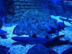 -烟台海昌鲸鲨海洋公园