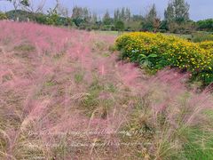 -紫颐香薰山谷景区