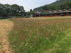 -东南花都花博园