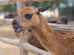 -西霞口神雕山野生动物世界