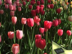 -洛阳郁金香牡丹园