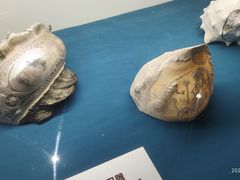 -青岛贝壳博物馆
