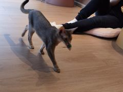 -Husky Go! 哈士奇体验馆·宠物咖啡厅狗咖