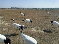 -盐城丹顶鹤湿地生态旅游区