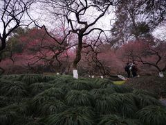 -杭州植物园