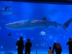 -烟台海昌鲸鲨海洋公园